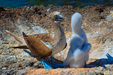 Blue-Footed Boobies in their Nest with their baby on Isla Isabela on Galapagos Archipelago, Ecuador
