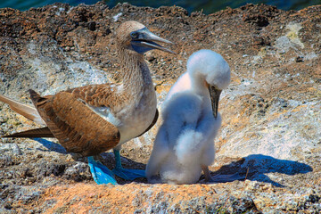 Blue-Footed Boobies in their Nest with their baby on Isla Isabela on Galapagos Archipelago, Ecuador