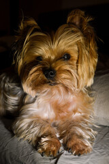 Naklejka premium yorkshire terrier puppy