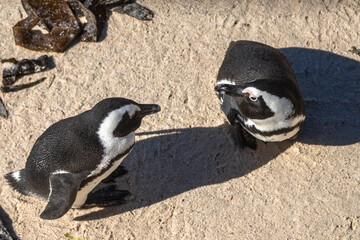 Fototapeta premium Exposure of Boulders Beach aka Boulders Bay, popular spot because it is the only African beach where Penguins can be seen, Cape Town, South Africa