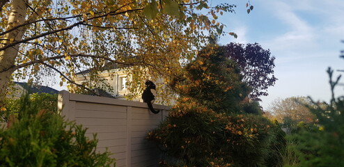 kot siedzi na płocie w ogrodzie © Miroslaw