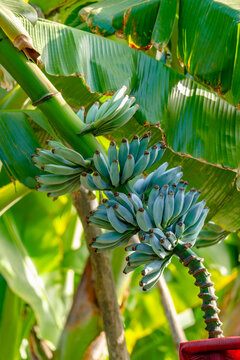 A photo of fresh blue java bananas, known for their ice cream-like texture and blue peel when unripe. ripe and flower hanging from banana plant