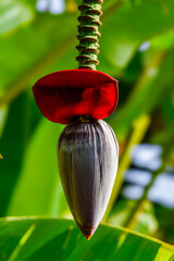 Blue Java Banana Flower Bud from banana plant