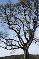 Fototapeta premium Isolated tree in early spring - Knock Castle - Ballater - Aberdeenshire - Scotland - UK