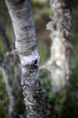 Details of Trees bark - Craigendarroch oakwoods - Ballater - Aberdeenshire - Scotland - UK