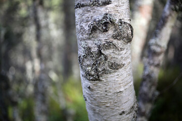 Details of Trees bark - Craigendarroch oakwoods - Ballater - Aberdeenshire - Scotland - UK