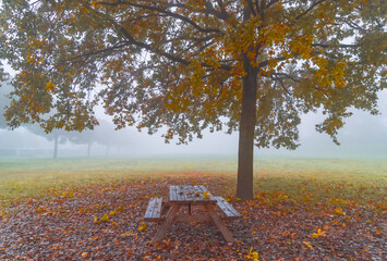 scena al parco con una panchina sotto un albero in autunno