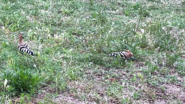 Abubillas en el parque. P&aacute;jaros en el c&eacute;sped.