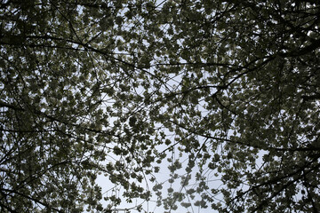 Obraz premium Cawdor Castle park - Cherry trees in bloom - Nairn - Highland - Scotland - UK