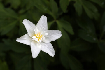 Anemone narcissiflora - ornamental variety in Cawdor Castle garden