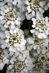 Achillea millefolium inflorescence - Yarrow - Common yarrow - Asteraceae © Collpicto