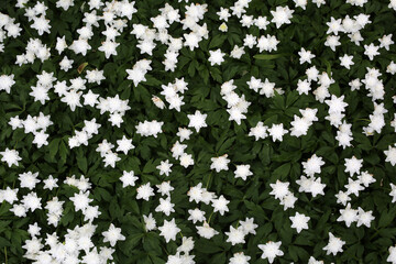 Bed of Anemone nemorosa - Variety &lsquo;Vestal&rsquo; in springtime - Cawdor Castle garden
