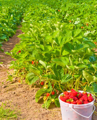 A strawberry farm in Vancouver, Canada.
