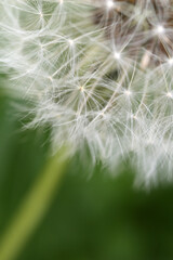 Close-up view of dandelion fruit - Taraxacum Officinale - Asteraceae family