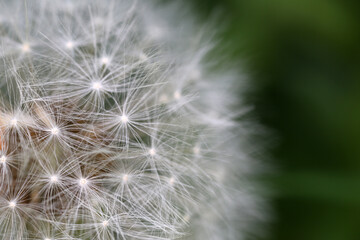 Close-up view of dandelion fruit - Taraxacum Officinale - Asteraceae family