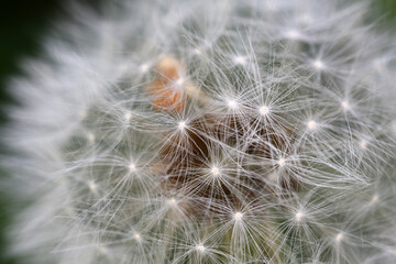 Close-up view of dandelion fruit - Taraxacum Officinale - Asteraceae family