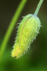 Fototapeta premium Close-up of a yellow poppy flower - Papaver hybridum