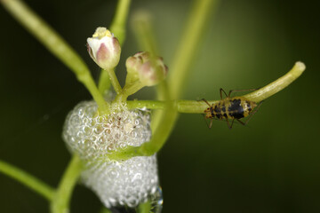 Spittlebugs - Froth - Cuckoo spit - Frog spit - Snake spit