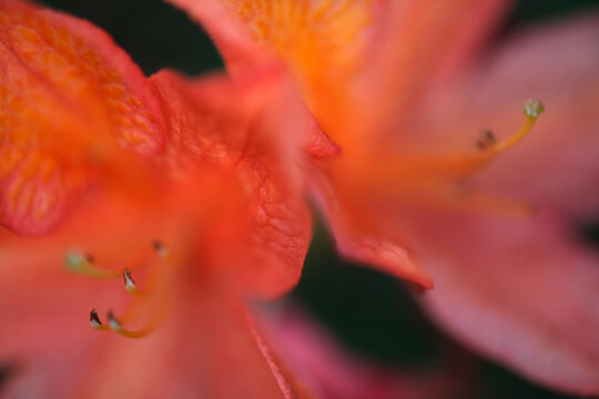 Azalea orange flowers -  flowering shrubs - Rhododendron - Ericaceae