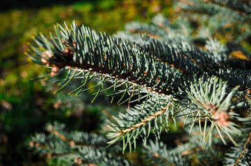 close up of christmas tree