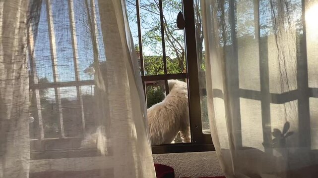 Bich&oacute;n Malt&eacute;s, perro blanco subido a una ventana mirando el paisaje. Mascota