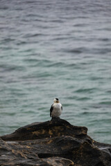 Little pied cormorant