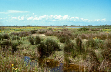 Obraz premium Iris des marais, Juncus acutus, Jonc piquant, Parc naturel régional de Camargue, Bouches du Rhône