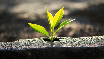 Green sprout growing in stone slab - rebirth, revival, resilience and new life concept
