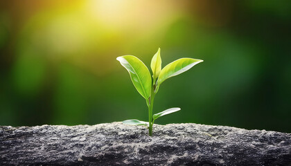 Green sprout growing in stone slab - rebirth, revival, resilience and new life concept
