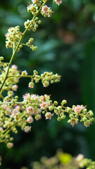 Fototapeta premium blooming longan tree flower. early longan season. blurred background.