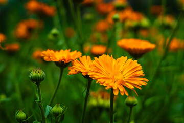 fiori,batar,gialli,romania,verde,natura,colore,campo,giardino, © Lavinia