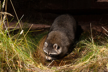 A raccoon hunts for small animals at night at the edge of a small spring of water surrounded by grasses and a sandstone ledge.