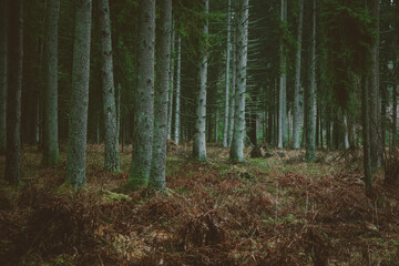 A beautiful natural forest in the Knyszyńska Forest
