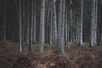 Obraz premium A beautiful natural forest in the Knyszyńska Forest 