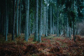 Obraz premium A beautiful natural forest in the Knyszyńska Forest 