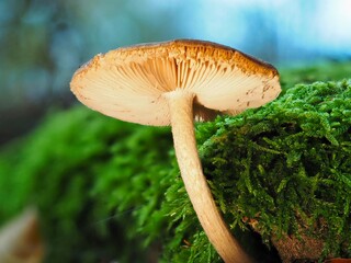 Pilz im Herbst im deutschen Wald als mit unscharfem Hintergrund