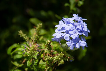 Detalle de una flor violeta