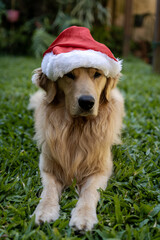 Cachorro Noel