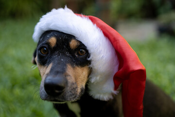 Preta Caramela de Natal