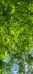 green leaves background