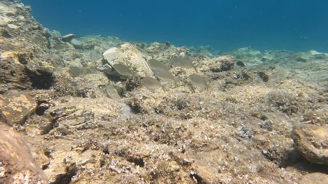 A shoal of The salema porgy (Sarpa salpa), also known as the dreamfish, salema, cow bream, karanteen, salpa, saupe, strepie or goldline fishes disturbed by diver, Alyki, Thassos island, Greece