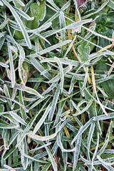 Obraz premium Frosty Green Grass Close-Up from top view