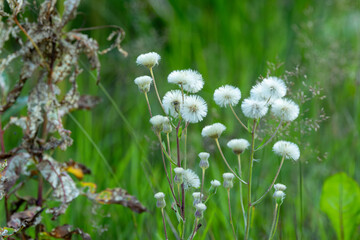 Fototapeta premium Closeup of Bitter fleabane flowers and seed heads on a late summer day in rural Estonia, Northern Europe