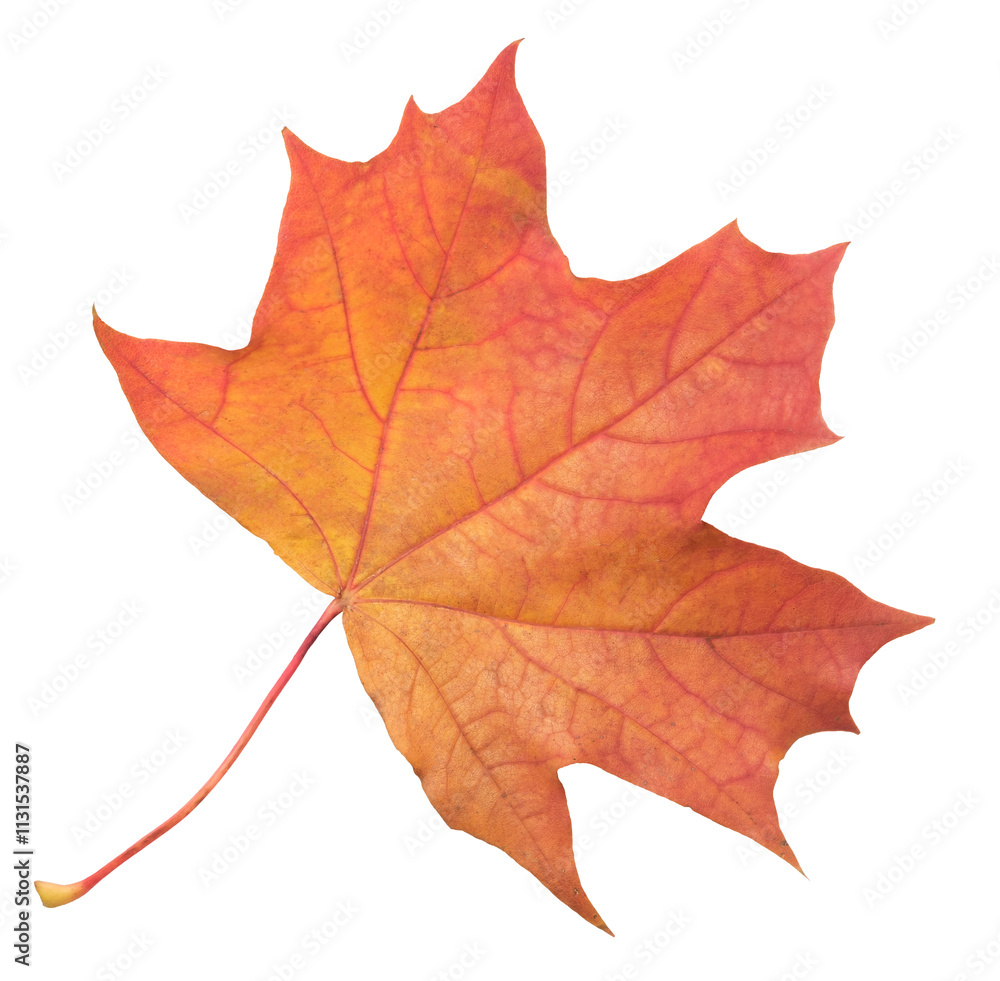 Poster a leaf of a maple tree is shown in full color. the leaf is red and has a slightly brownish tint. the