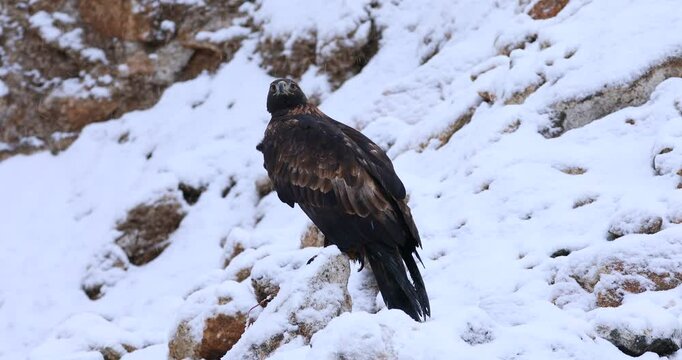 Eagle in snowfall. Golden eagle, Aquila chrysaetos, perched on snowy rock. Majestic bird of prey with sharp hooked beak in beautiful winter nature. Hunting eagle in mountains. Raptor in habitat.