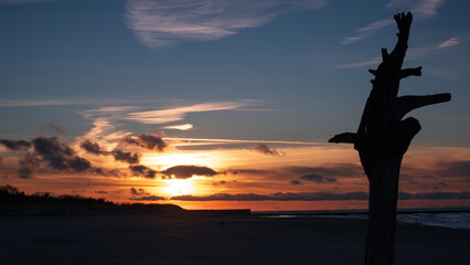 Suche drzewo na tle zachodu słońca © Mateusz