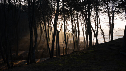 Promienie słońca wpadające do lasu przez mgłę © Mateusz