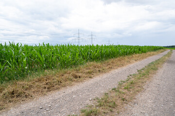 Obraz premium Farm road with a cornfield 
