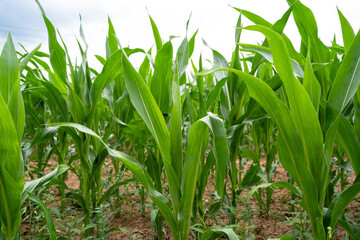 Obraz premium Cornfield with a cloudy sky in spring 