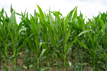 Obraz premium Farm field with young corn plants in spring 